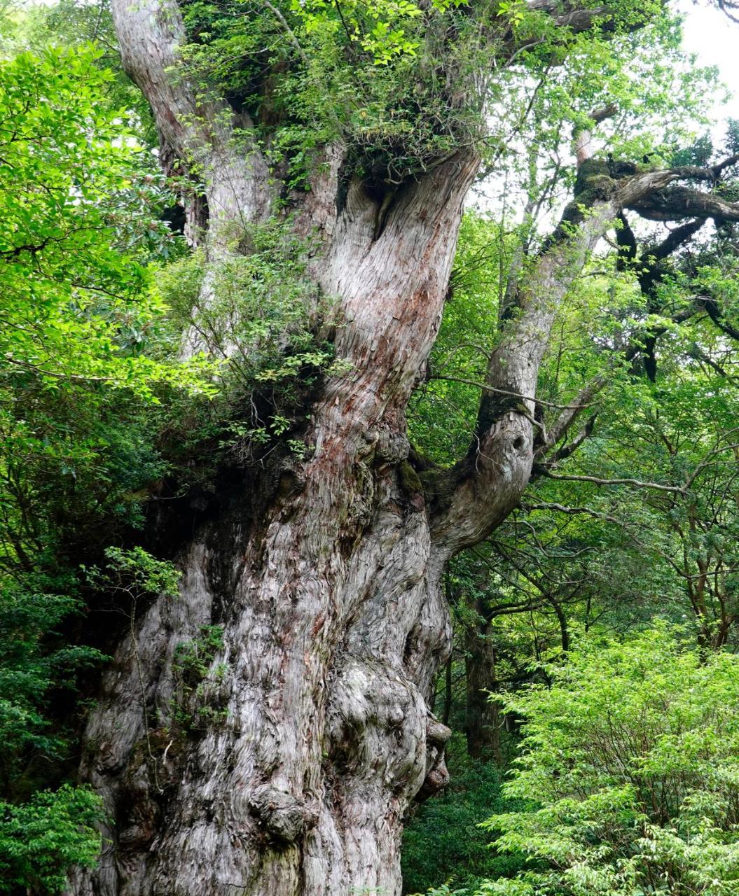 Hotel Yakushima Sanso Eksteriør bilde